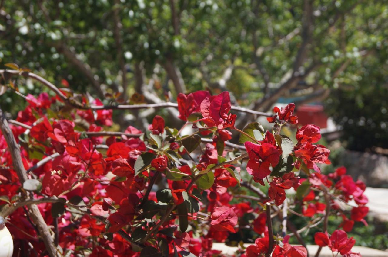 Les Jardins De Santa Giulia - Charmante Chambre D'Hote ポルトヴェッキオ エクステリア 写真